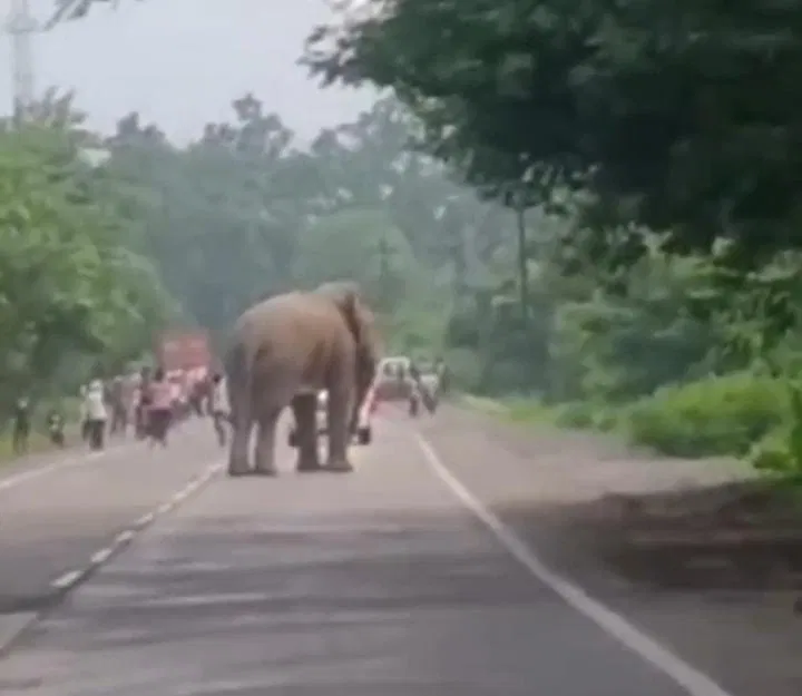 Korba Elephant News: वन विभाग की सूझबूझ से टला बड़ा हादसा, हाईवे पर सेल्फी ले रही भीड़ को 1 हाथी ने दौड़ाया; सुरक्षित खदेड़ा Korba Elephant News