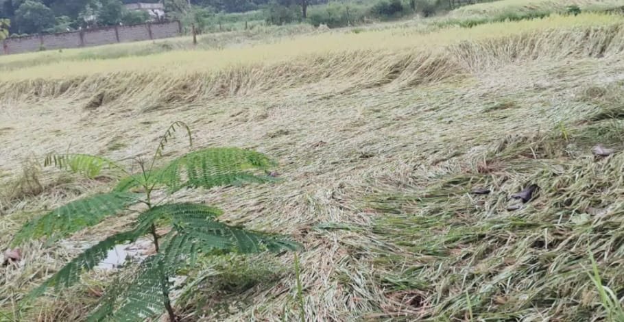Korba Rain Alert: भारी बारिश से किसानों पर टूटा संकट, खेतों में गिरी धान की फसल; मुआवजे की मांग तेज