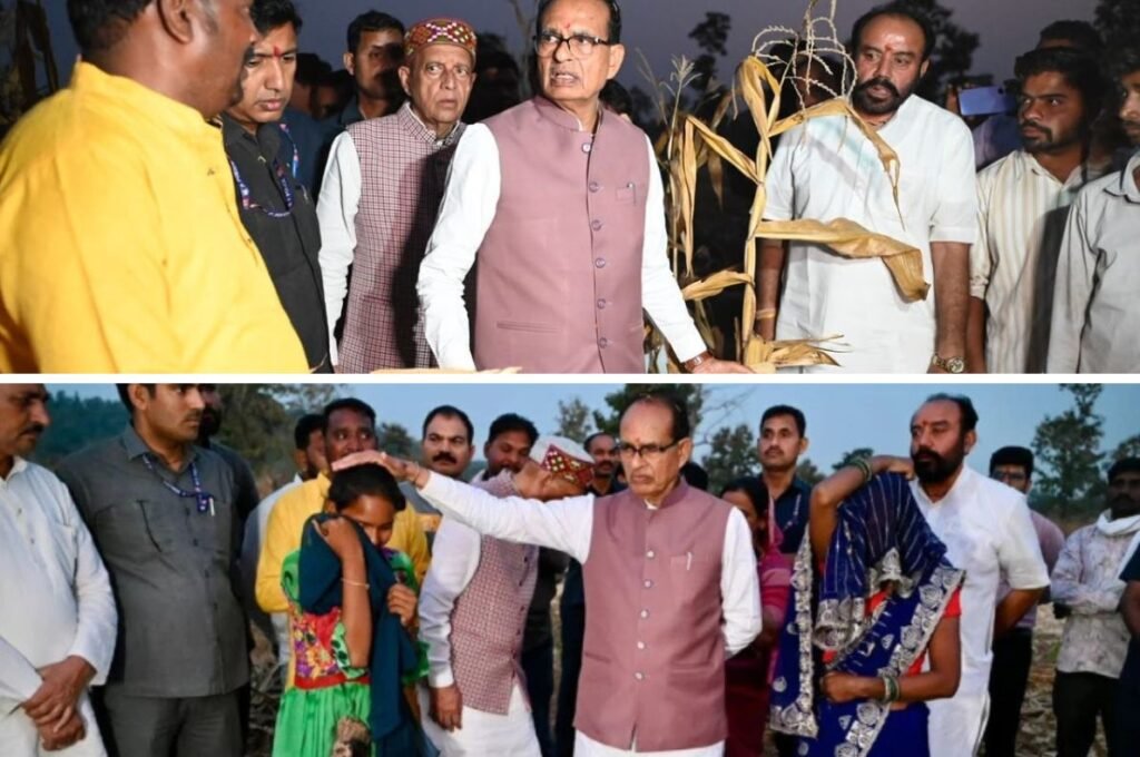 बुधनी वन भूमि विवाद में बड़ा खुलासा! 78,700 सागौन के पौधे काटने का दावा, जांच रिपोर्ट से बढ़ा सियासी तनाव