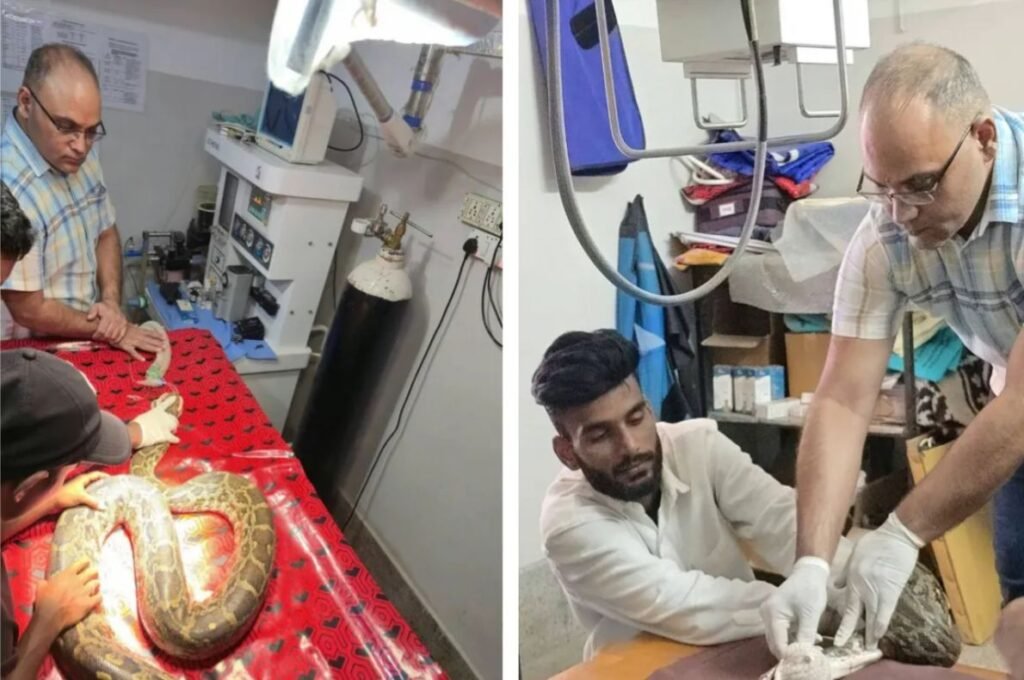 छत्तीसगढ़ में वन्यजीव संरक्षण की शानदार मिसाल: 250 किमी दूर ले जाकर अजगर के मुंह से निकाला ट्यूमर, 3 घंटे चला ऑपरेशन
