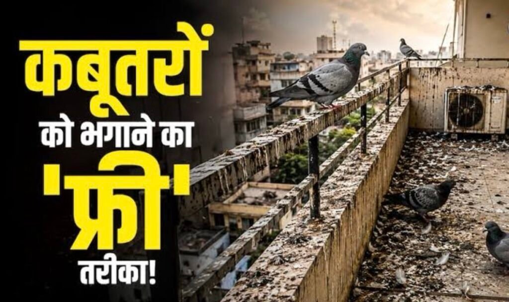 Home Tips: बालकनी में कबूतरों का आतंक! बिना जाली लगाए अपनाएं ये असरदार उपाय